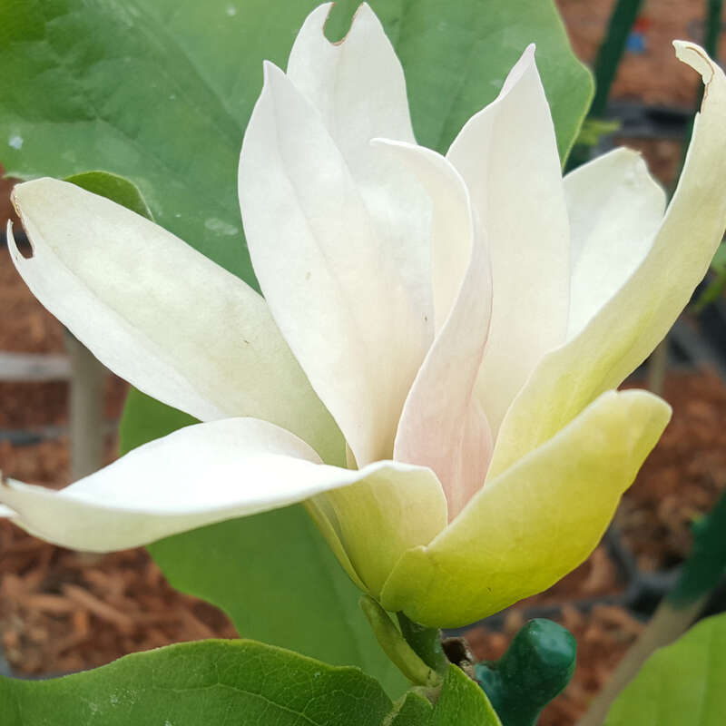 Gelbe Magnolie Magnolia 'Sunsation' gelb
