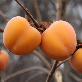 Kaki, Kakipflaume - Diospyros kaki 'Korea-Kaki' - gelb