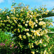 Rose 'Malvern Hills': Bild 7/7