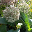 Allium karataviense: Bild 2/2