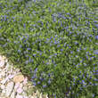 Buglossoides purpurocaerulea: Bild 4/6