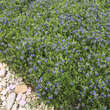 Buglossoides purpurocaerulea: Bild 4/5