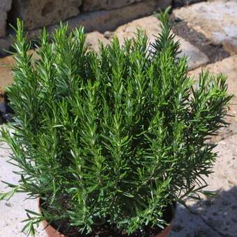 Rosmarinus officinalis