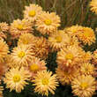 Chrysanthemum indicum 'Kleiner Bernstein': Bild 2/6
