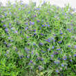 Buglossoides purpurocaerulea: Bild 5/5