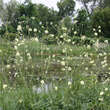 Cephalaria gigantea: Bild 2/3