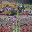 Allium cernuum: Bild 2/2