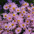 Chrysanthemum rub. 'Clara Curtis': Bild 4/5