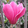 Magnolia 'Purple Sensation': Bild 1/2