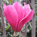 Magnolie - violettpurpur - Magnolia 'Purple Sensation'