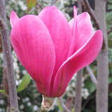Magnolia 'Purple Sensation' - Magnolie 