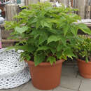 Rubus idaeus 'Little Sweet Sister' - Zwerghimbeere