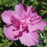 Hibiscus syriacus 'Magenta Chiffon' - Eibisch