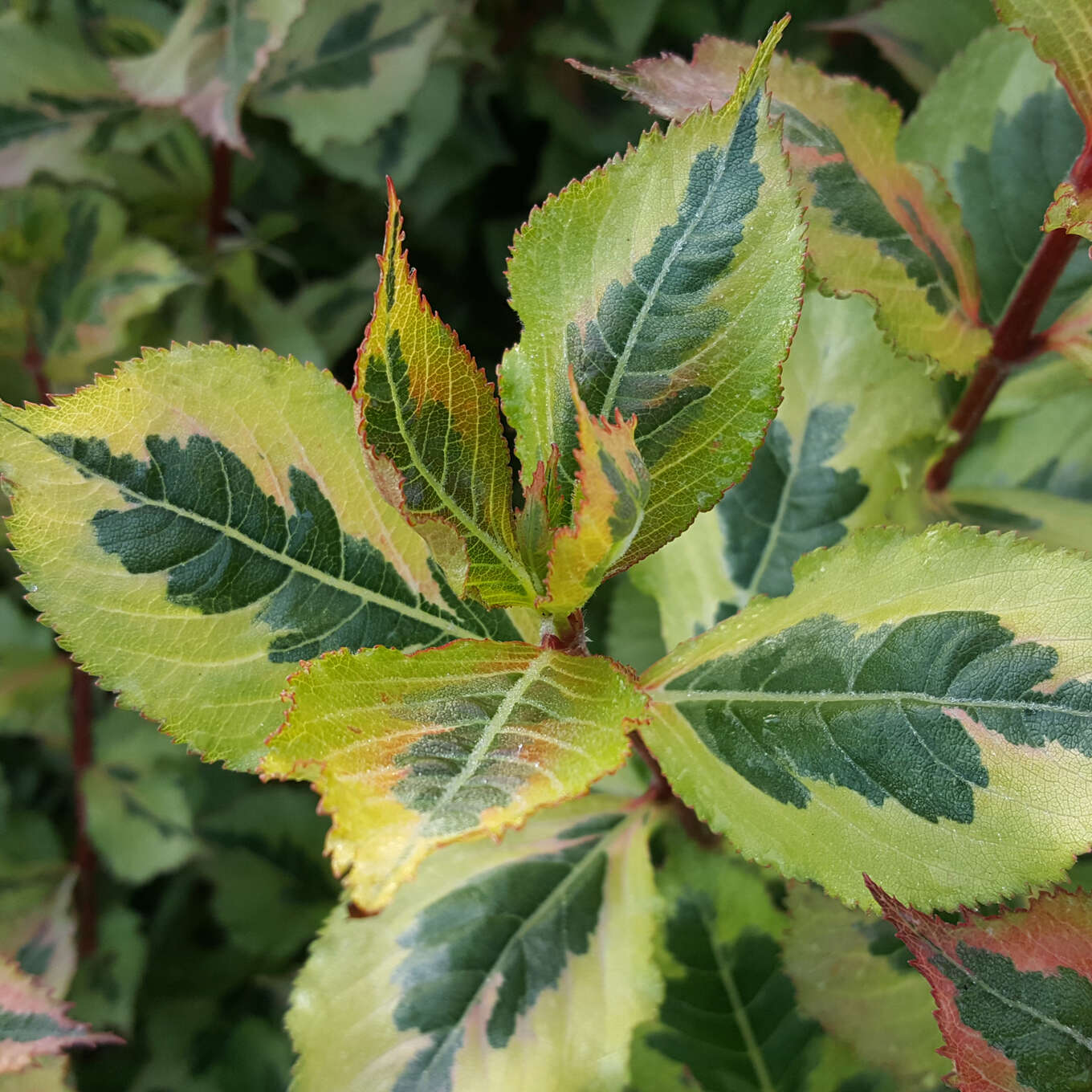 Weigelie rosa Weigela 'Magical Rainbow' rosa