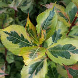 Weigela 'Magical Rainbow' - Weigelie - rosa