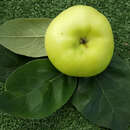 Cydalus  (Apfel x Quitte) - Gattungshybride Fruchtquitte und Wildapfel