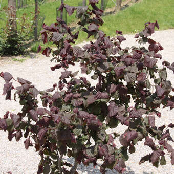 Corylus avellana 'Red Majestic'