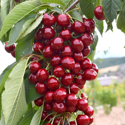 Säulenkirsche Prunus av. 'Sylvia' weiß