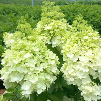 Hydrangea paniculata 'Magical Moonlight'