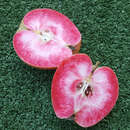 Malus dom. 'Roter Mond' - Herbst-Apfel, IX-X