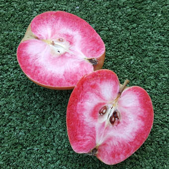 Malus domestica 'Roter Mond'