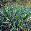 Palmlilie - Yucca filamentosa 'Bright Edge'