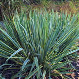 Yucca filamentosa 'Bright Edge' - Palmlilie