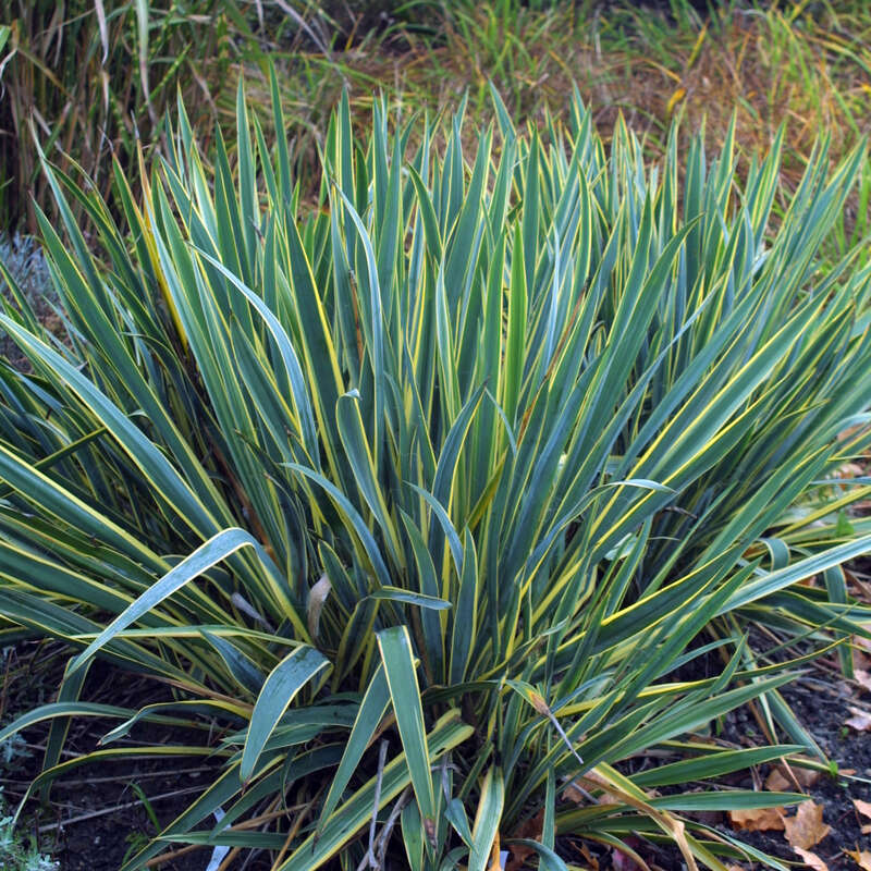 Palmlilie Yucca filamentosa 'Bright Edge' weiß