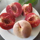 Pfirsich - Prunus persica 'Blutpfirsich'