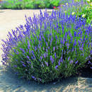 Lavandula angustifolia 'Hidcote' - Lavendel