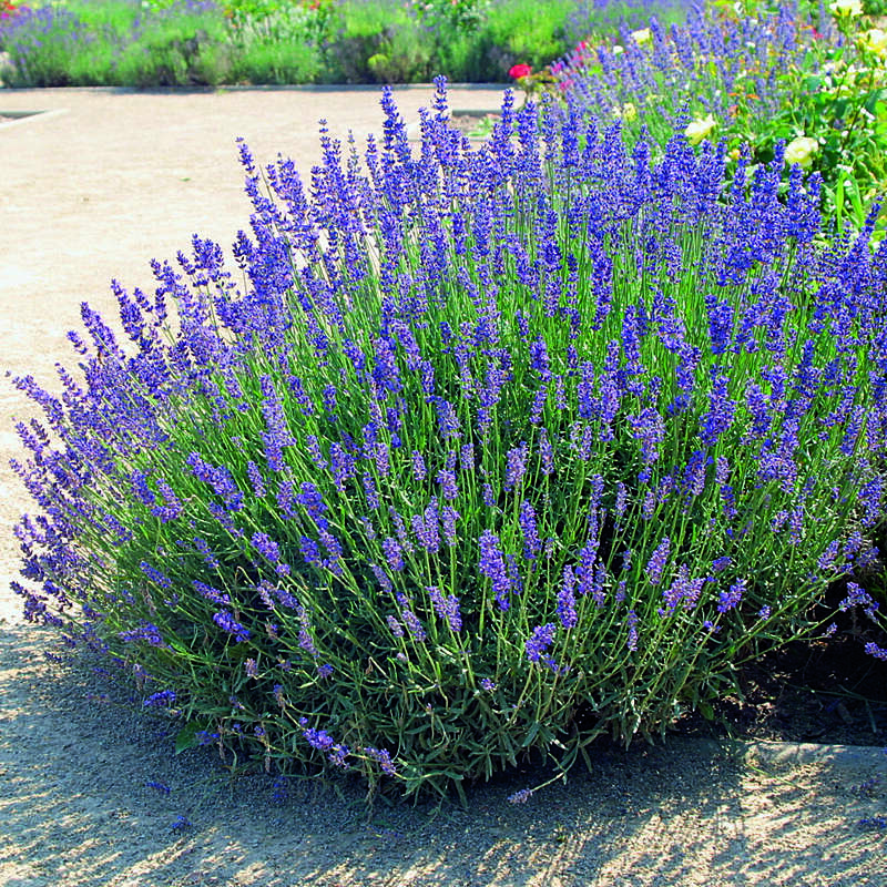 Lavendel Lavandula angustifolia 'Hidcote' blau
