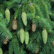 Picea abies 'Acrocona': Bild 2/4