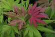 Acer shirasawanum 'Autumn Moon': Bild 3/7