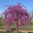 Cercis canadensis 'Lavender Twist': Bild 9/9