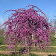 Cercis canadensis 'Lavender Twist': Bild 2/2