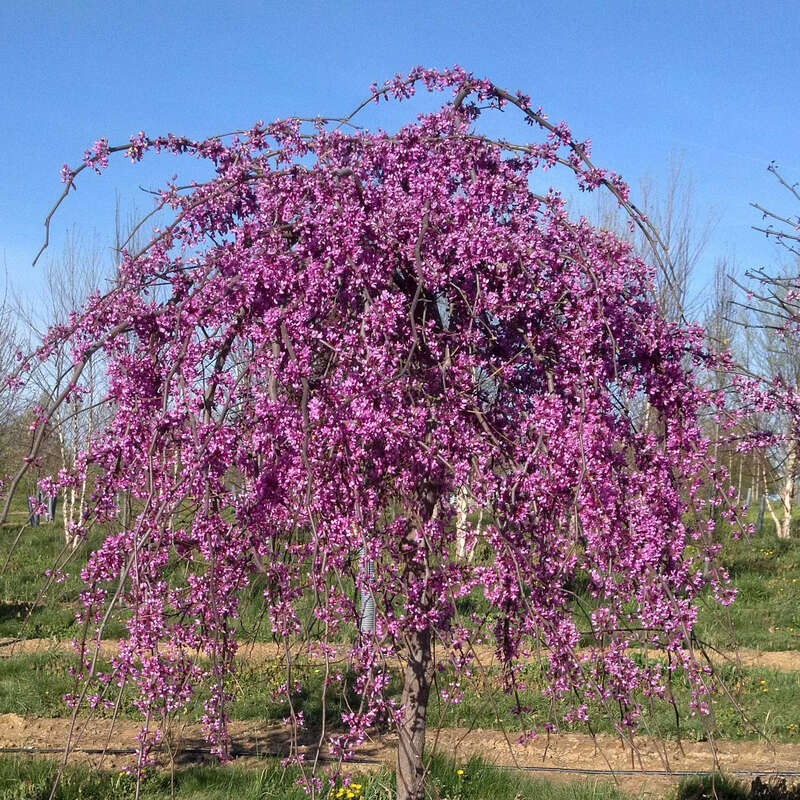 Hange Judasbaum Cercis Canadensis Lavender Twist Rosa