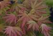 Acer shirasawanum 'Autumn Moon': Bild 7/7