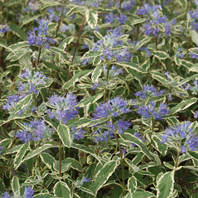 Buntlaubige Bartblume Caryopteris clandonensis 'White Surprise' blau