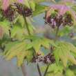 Acer shirasawanum 'Autumn Moon': Bild 2/7