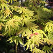 Acer shirasawanum 'Autumn Moon': Bild 6/7