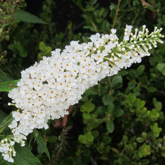 Buddleja davidii 'White Profusion'