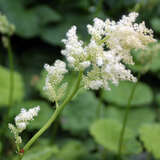 Astilboides tabularis - Schaublatt