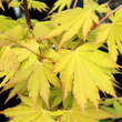 Acer shirasawanum 'Autumn Moon': Bild 1/7