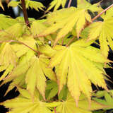 Acer shirasawanum 'Autumn Moon' - Japanischer Fächerahorn