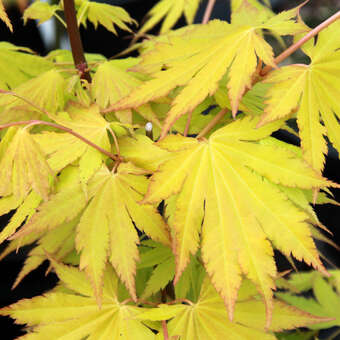 Acer shirasawanum 'Autumn Moon'