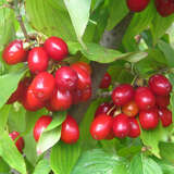 Cornus mas 'Hecoma' - Frucht-Dirndlstrauch