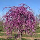 Cercis canadensis 'Lavender Twist' - Hänge-Judasbaum