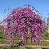 Cercis canadensis 'Lavender Twist' - Hänge-Judasbaum