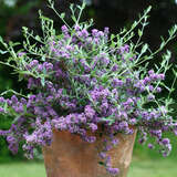 Buddleja alternifolia 'Unique' - Zwerg-Kaskadensommerflieder