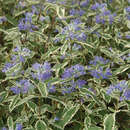 Caryopteris clandonensis 'White Surprise' - Buntlaubige Bartblume
